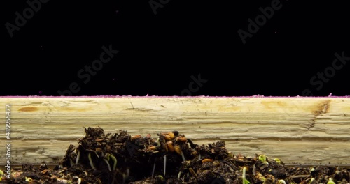 Growing plants in timelapse, sprouts germination newborn microgreen cress salad plant in greenhouse agriculture with transparent background - alpha channel close-up