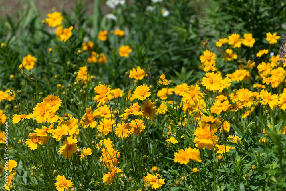 Fototapeta premium field of yellow flowers