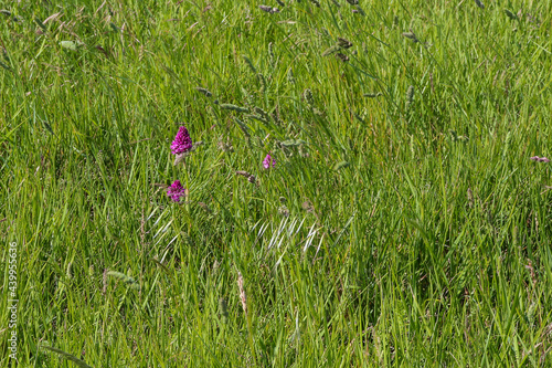 Charente-Maritime - Marsilly - Orchidée sauvage près de la côte photo