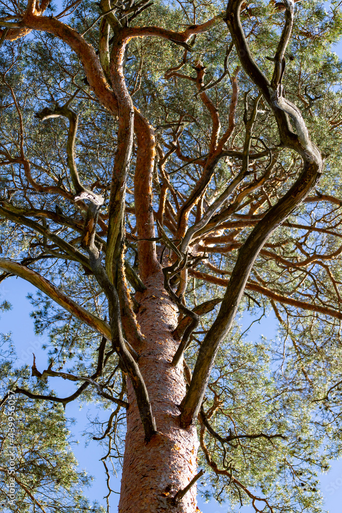 Fototapeta premium View of thick pine branches. The trunk, branches and crown of a large coniferous tree.