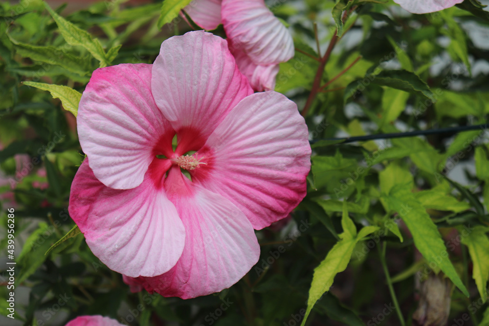 pink hibiscus flower