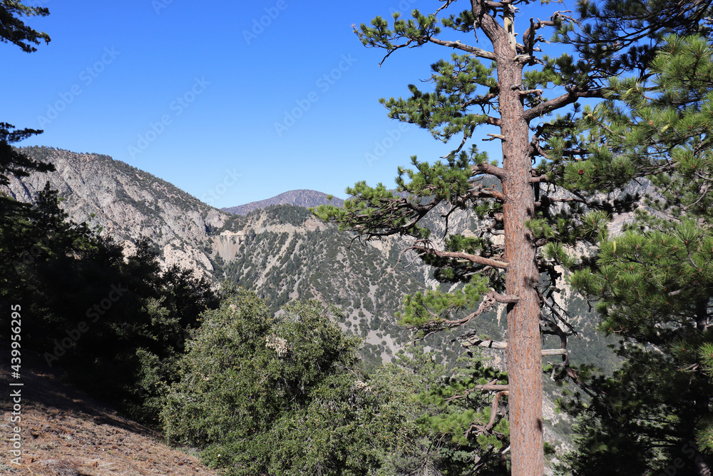 Fototapeta premium tree in the mountains