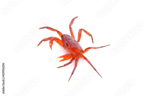Red land crab (Phricotelphusa limula)(Female) One of world most beautiful fresh water crabs, native only in Phuket island, Thailand.Also known as Fire-Red crabs or waterfalls crab.Exotic pet Isolated 