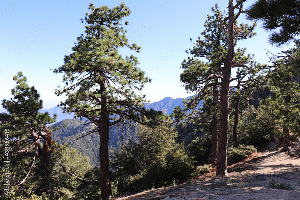 Obraz premium pine trees and sky