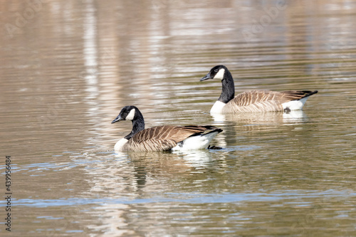 Canada Goose in small pond