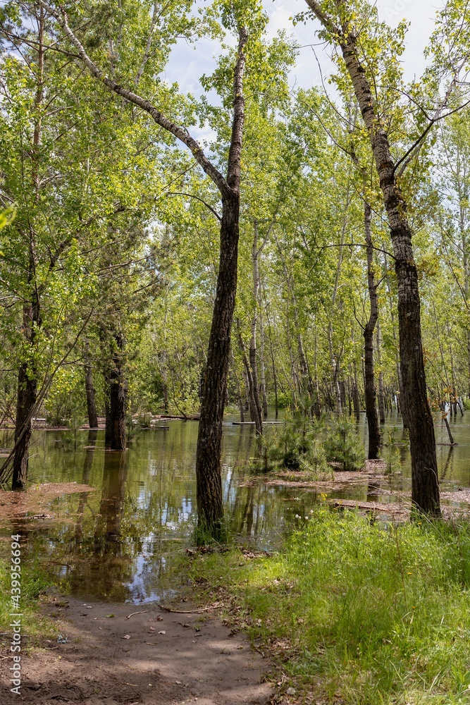 Fototapeta premium Trees in the flooded zone, water flow during high water in a forested area