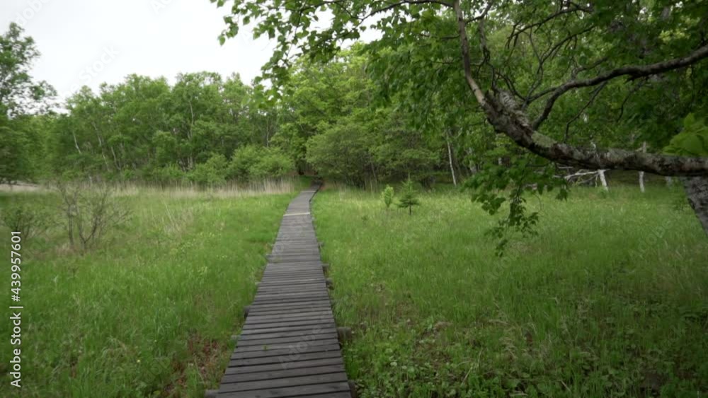 Sikhote-Alin Biosphere Reserve. The camera moves along a wooden ecological deck in a dense protected forest. Ecological tourism. Sikhote-Alin Biosphere Reserve. The camera moves along a wooden ecological deck in a dense protected forest. Ecological tourism.