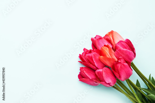 Fototapeta Naklejka Na Ścianę i Meble -  Bright pink tulips bouquet on a blue background, selective focus. Flat lay