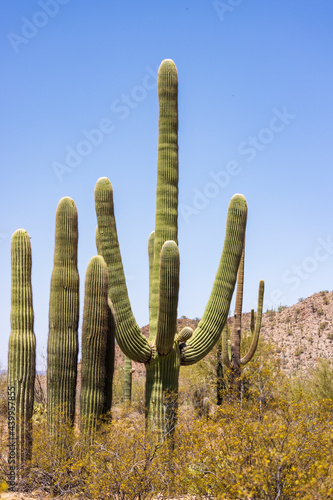 Saguaro Cactus in the Arizona desert