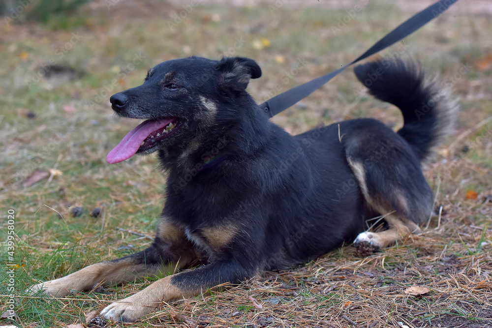 Fototapeta premium black and brown dog mongrel at animal shelter