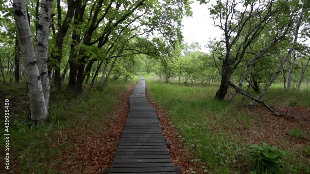 Sikhote-Alin Biosphere Reserve. The camera moves along a wooden ecological deck in a dense protected forest. Ecological tourism. Sikhote-Alin Biosphere Reserve. The camera moves along a wooden ecological deck in a dense protected forest. Ecological tourism.