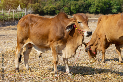 Asian thai cows stand at the rice field after harvesting.