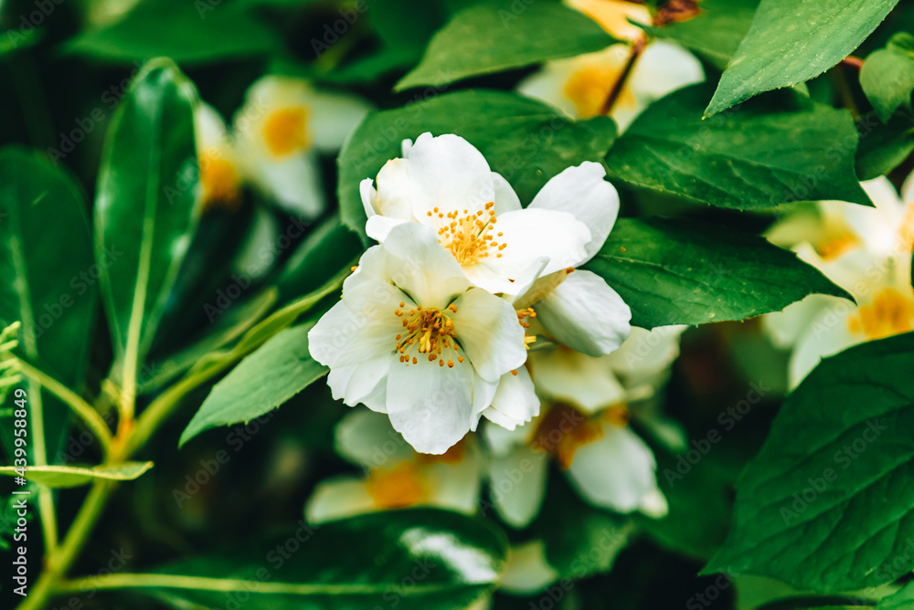 white jasmine, sweet mock orange, English dogwood flower closeup on the tree with green leaves white jasmine, sweet mock orange, English dogwood flower closeup on the tree with green leaves