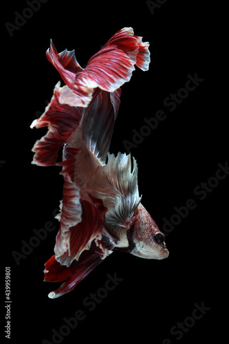 The moving moment beautiful of betta fish on black background