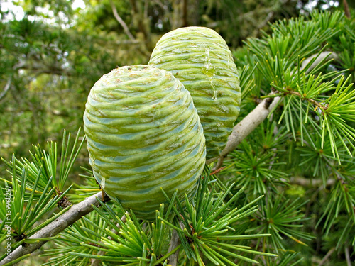 Green cones of Himalayan cedar (Cedrus deodara), nature of Himalayas. photo