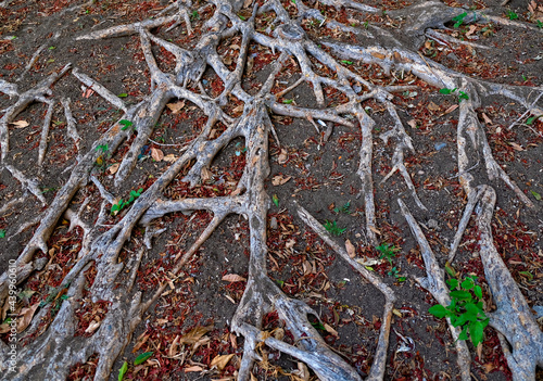 Tangled roots of an old tree in the park. © Daguimagery