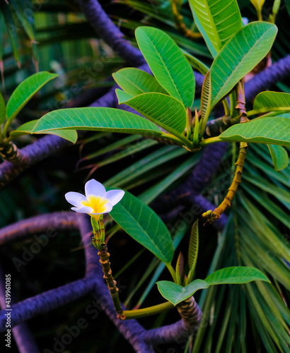 One white frangipani (Plumeria) flower and bright green frangipani leaves. photo