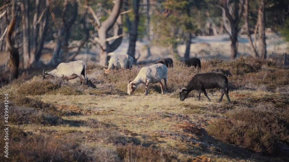Bokeh to focus nature shot, goat herd grazing in tranquil meadow, scenic countryside, rack focus Bokeh to focus nature shot, goat herd grazing in tranquil meadow, scenic countryside, rack focus