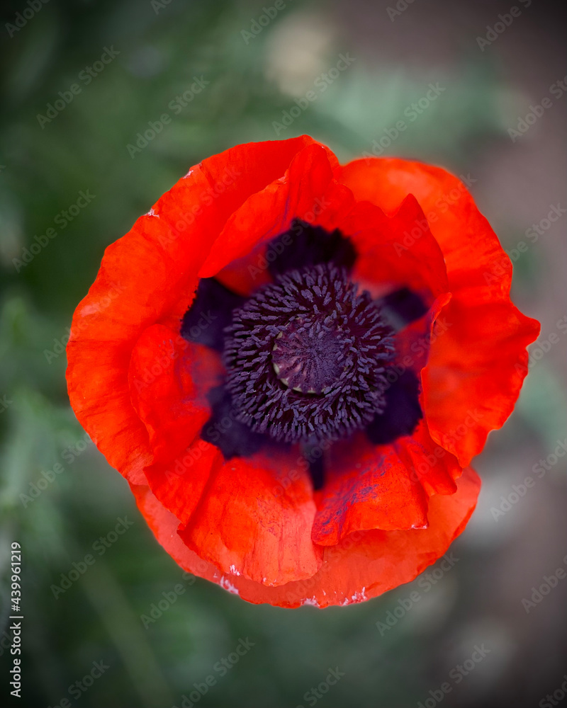 Fototapeta premium red poppy flower