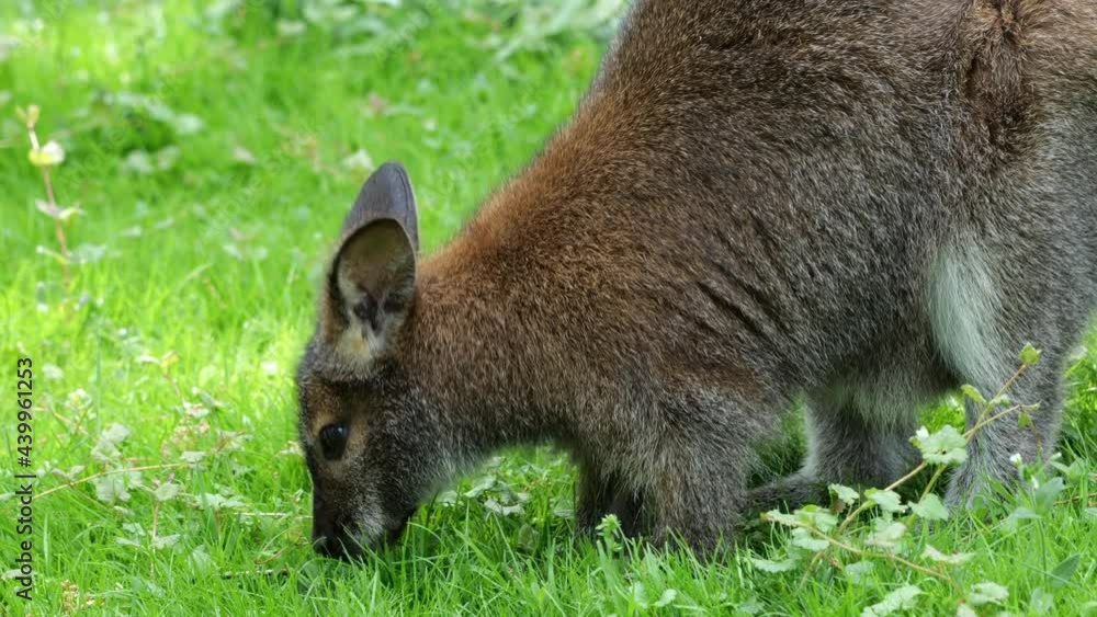 Red-necked Wallaby (Macropus rufogriseus) macropod marsupial, family: Macropodidaem, region: eastern Australia and Tasmania. Red-necked Wallaby (Macropus rufogriseus) macropod marsupial, family: Macropodidaem, region: eastern Australia and Tasmania.