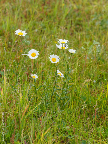 Daisies in a pasture