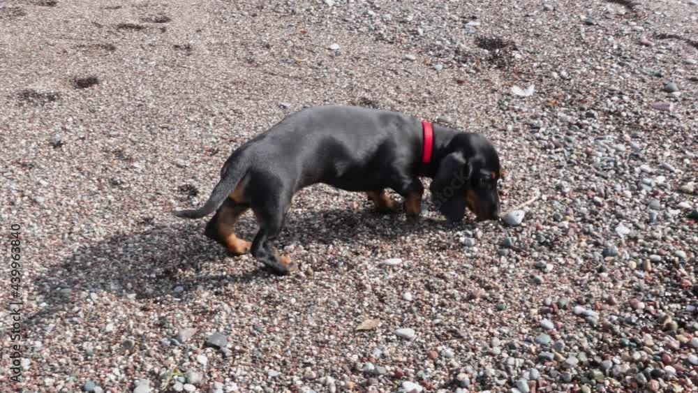 Black and brown dachshund dog with small red collar smells grey pebble rocks wandering along empty beach on sunny summer day