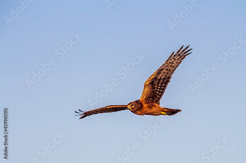 Red tail hawk in flight