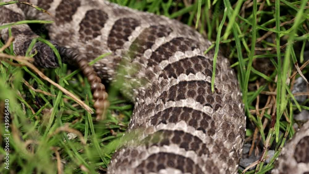 Close up rattle on a massasauga rattlesnake tail Close up rattle on a massasauga rattlesnake tail