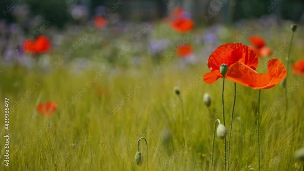 Lovely poppy landscape landscape in Europe Lovely poppy landscape landscape in Europe