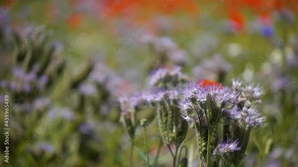 moody poppy meadow landscape in Germany moody poppy meadow landscape in Germany