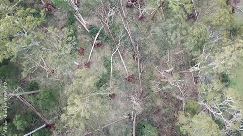 Downward drone footage over forest near Trentham after the storm event on 10 June, 2021, Victoria, Australia. There were wind gusts estimated up to 160km per hour with windthrow of thousands of trees. photo