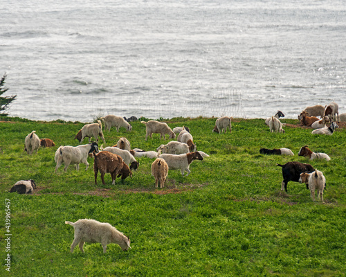 sheep used for weed abatement