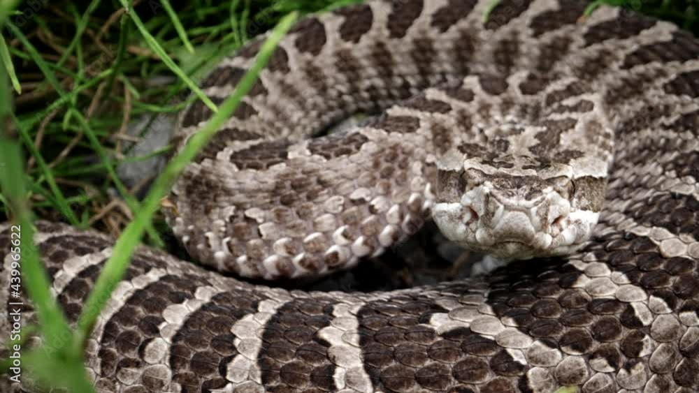 Extreme macro of a massasauga rattlesnake - canadian venomous snake Extreme macro of a massasauga rattlesnake - canadian venomous snake