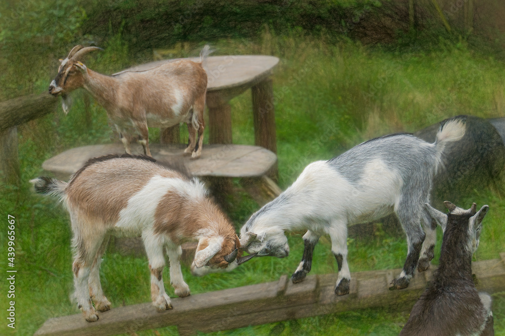 Fototapeta premium goat kids at play