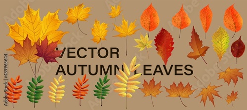 autumn nature decor. Autumn leaves falling graphic design. Fall season specific vector background.