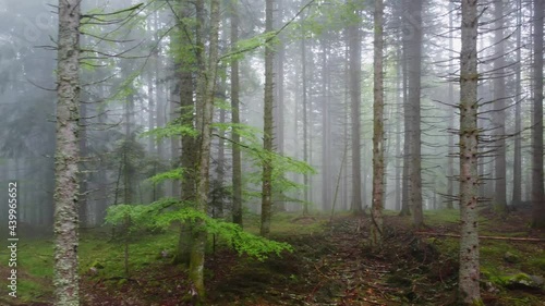 Wallpaper Mural Mysterious misty forest aerial view through trees 4K Torontodigital.ca
