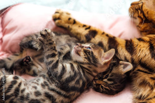 Bengal cat with her little kittens laying on the pillow