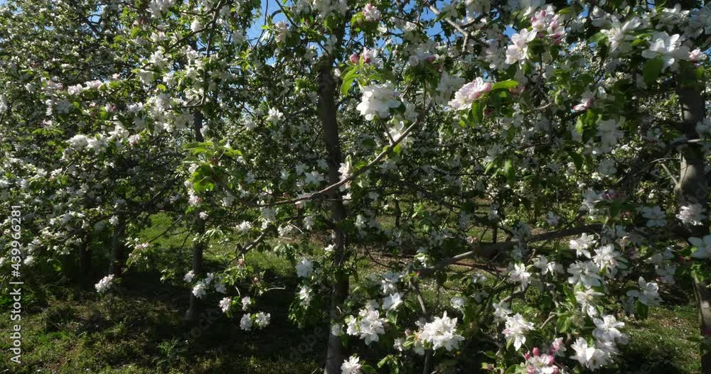 apple trees blooming during the spring season, Occitanie, southern France apple trees blooming during the spring season, Occitanie, southern France