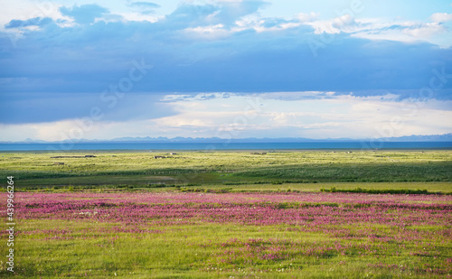 beautiful landscape in qinghai lake with flower photo