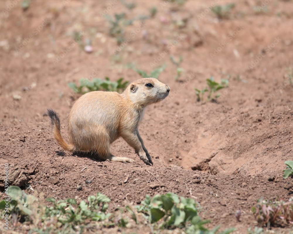 A Cute Little Prairie Dog in Caprock Canyon State Park Near Quitaque, Texas A Cute Little Prairie Dog in Caprock Canyon State Park Near Quitaque, Texas