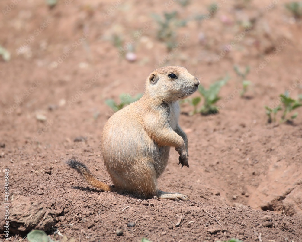 A Cute Little Prairie Dog in Caprock Canyon State Park Near Quitaque, Texas A Cute Little Prairie Dog in Caprock Canyon State Park Near Quitaque, Texas