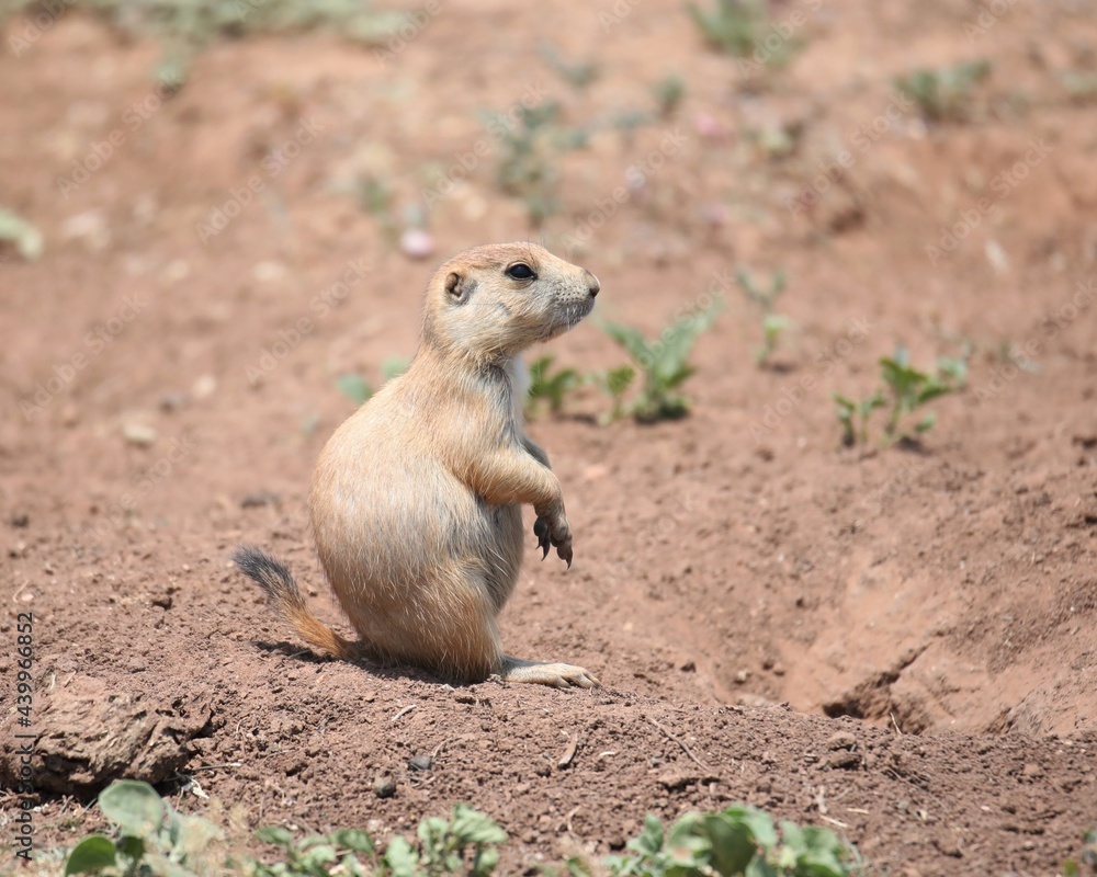 Fototapeta premium A Cute Little Prairie Dog in Caprock Canyon State Park Near Quitaque, Texas