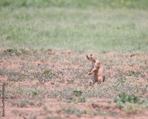 A Cute Little Prairie Dog in Caprock Canyon State Park Near Quitaque, Texas