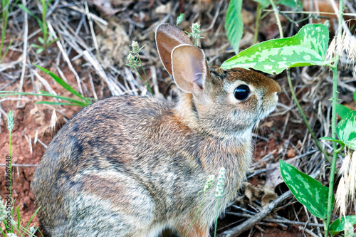 Macro young Eastern Cottontail Sylvilagus floridanus in soft light photo