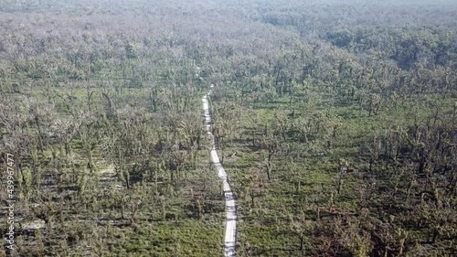 Rising aerial footage of recovering eucalypt forest and Xanthorrhoea trees one year after wildfire affected the region (near Mallacoota, Victoria, Australia, December 2020) photo