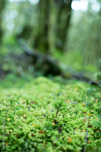 Moss on Greenstone Track  Fiordland National Park  New Zealand