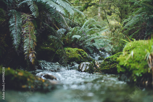 Stream in the native forest, Greenstone Track, Fiordland National Park, New Zealand