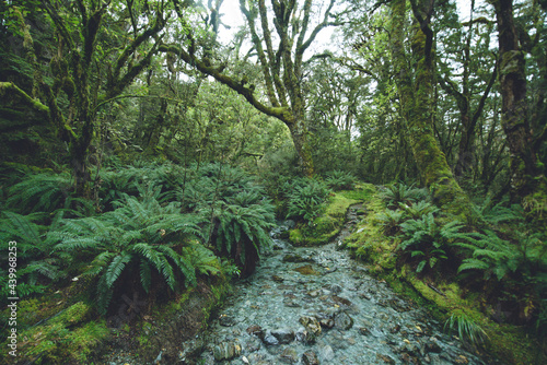 Stream in the native forest  Greenstone Track  Fiordland National Park  New Zealand