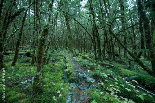 Native Forest on Greenstone Track  Fiordland National Park  New Zealand