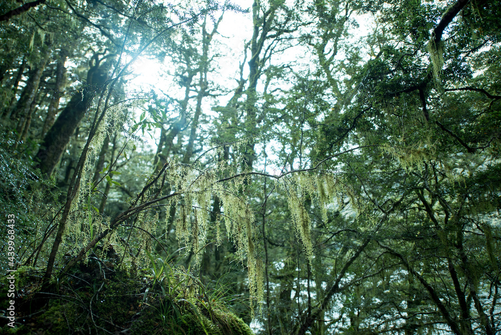 Fototapeta premium Native Forest on Greenstone Track, Fiordland National Park, New Zealand